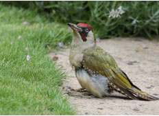 GREEN WOODPECKER